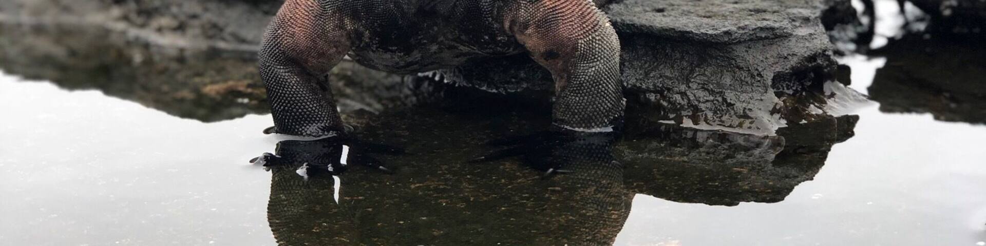 Marine Iguana in Santiago Island