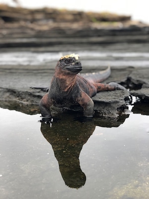 Marine Iguana in Santiago Island
