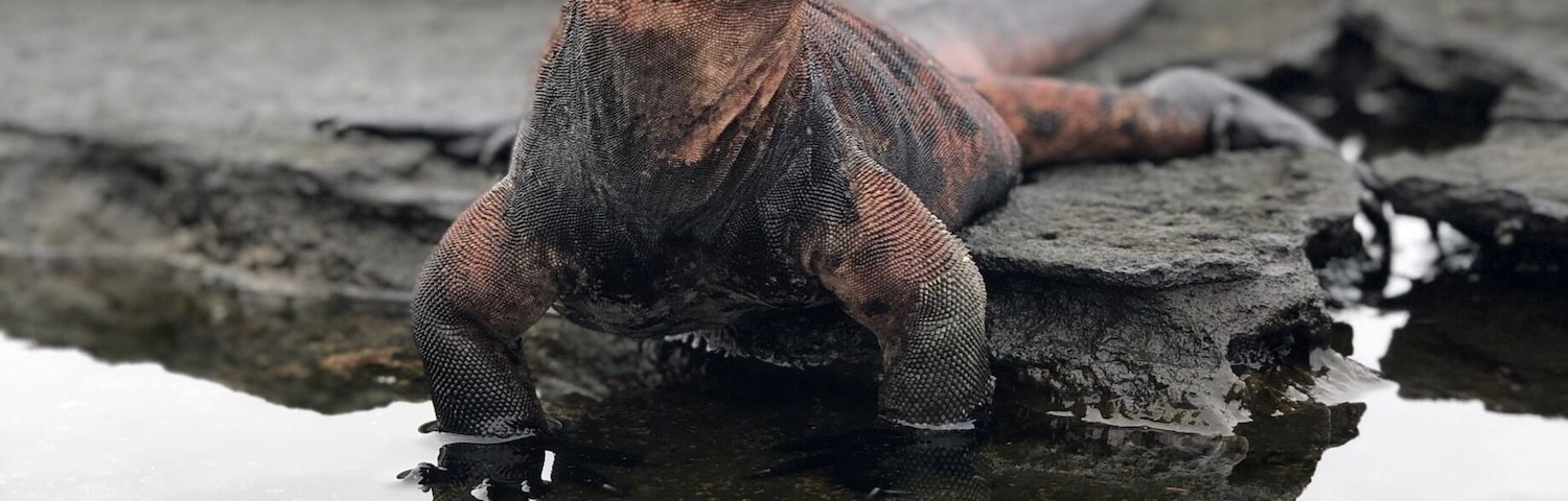 Marine Iguana in Santiago Island