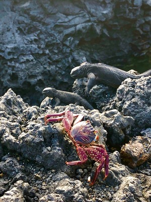 Crab with marine iguanas