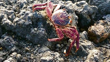 A red crab on rocks with a large lizard in the background.