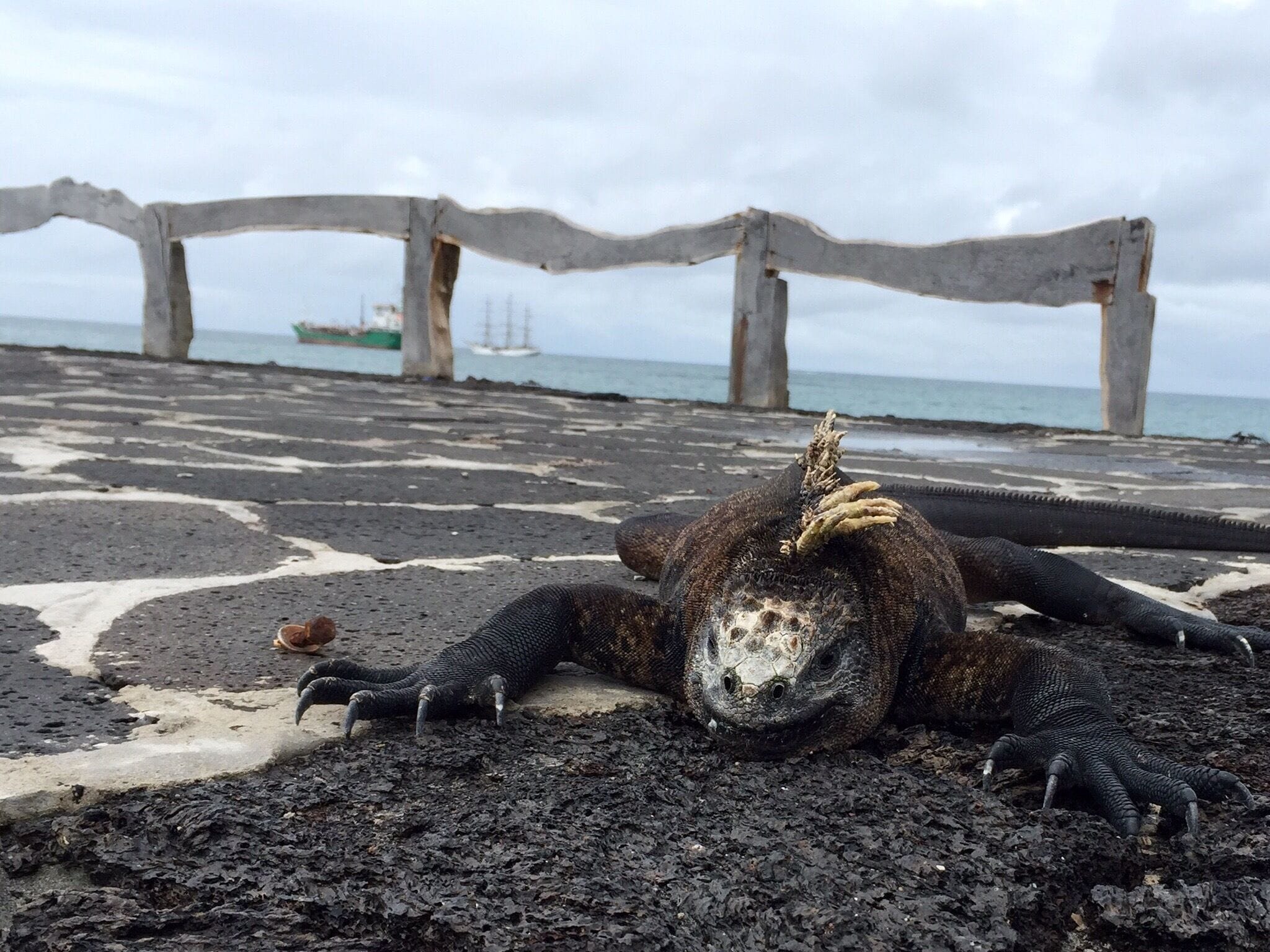 Isla Isabela with a marine iguana and ship in the background. Typical island life. 