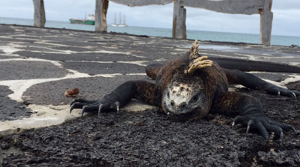 Isla Isabela with a marine iguana and ship in the background. Typical island life.