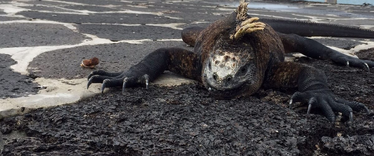 Isla Isabela with a marine iguana and ship in the background. Typical island life.