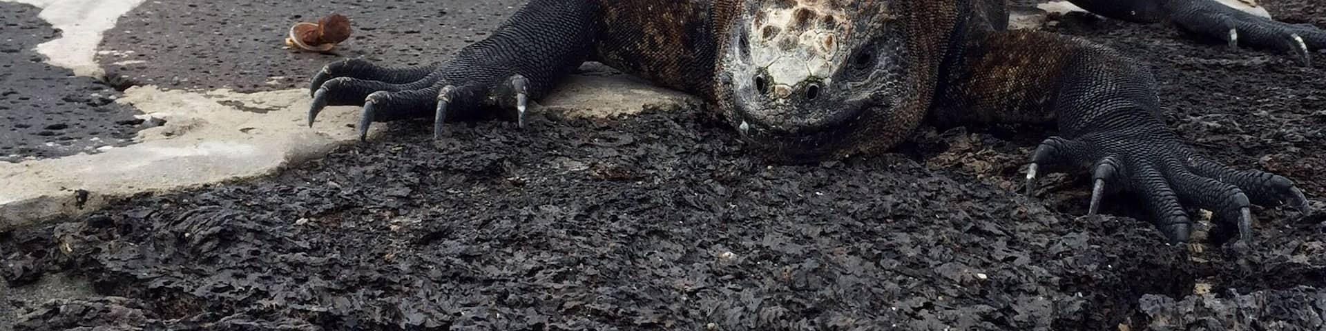 Isla Isabela with a marine iguana and ship in the background. Typical island life.