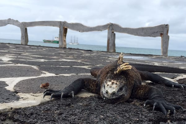 Isla Isabela with a marine iguana and ship in the background. Typical island life.