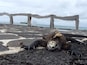 Isla Isabela with a marine iguana and ship in the background. Typical island life.