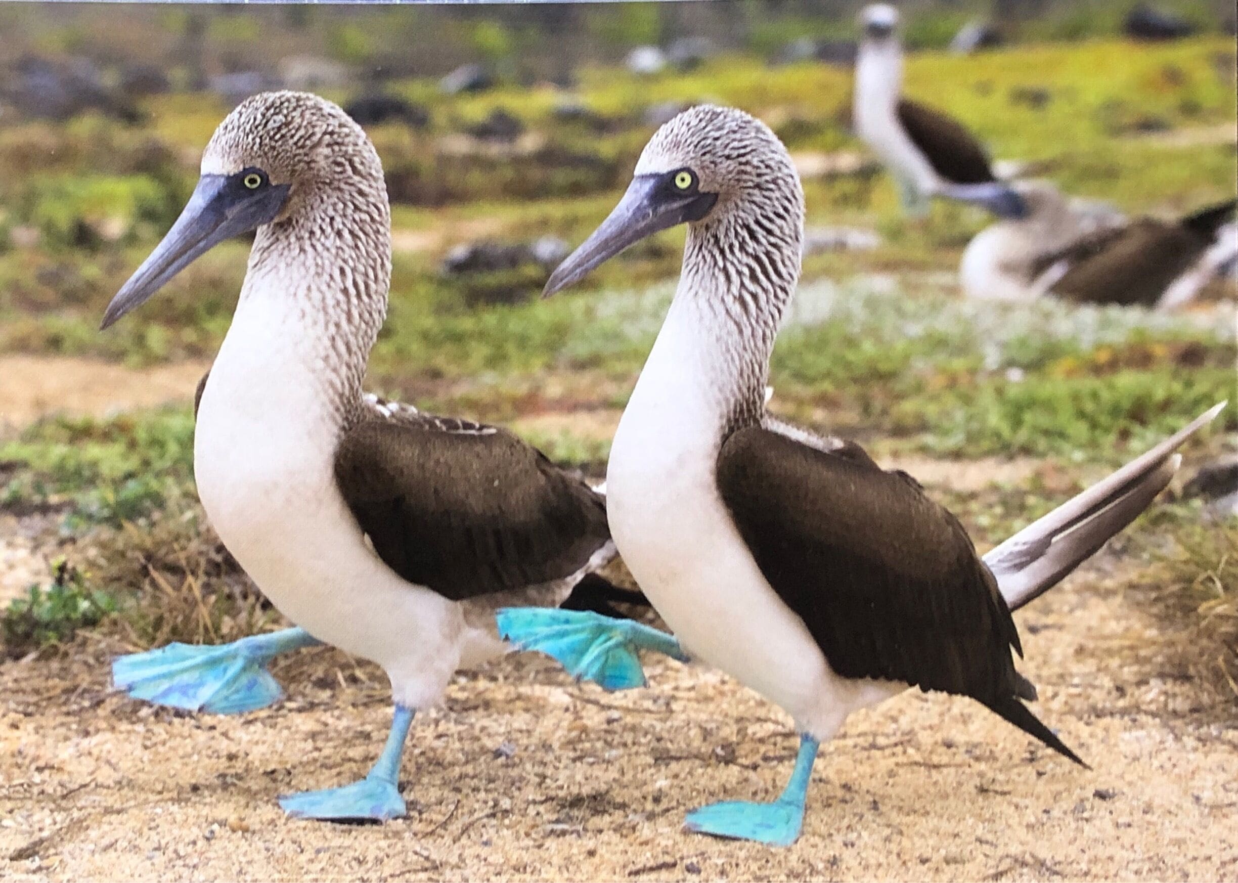 Two seabirds with long beaks and blue feet standing on a sandy beach with sparse vegetation.