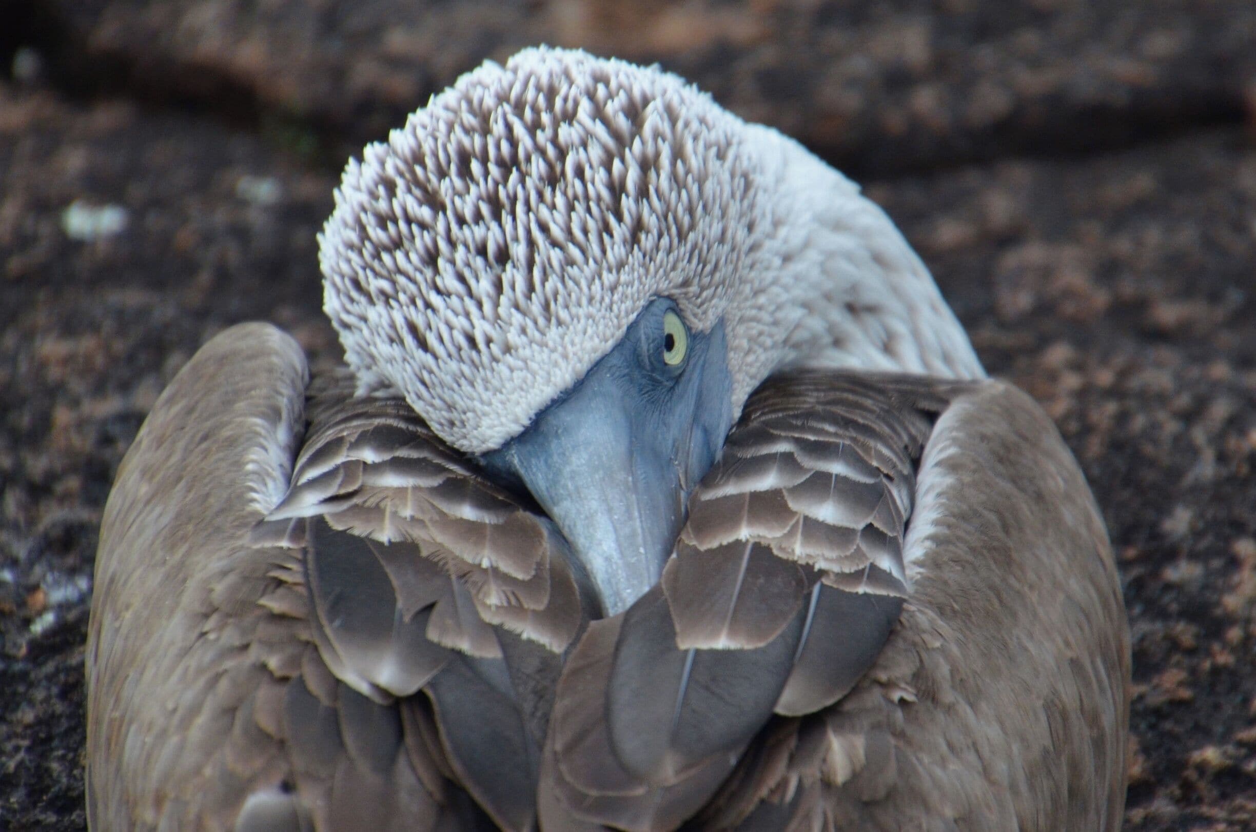 A close-up of a bird with a distinctive fluffy head and grey feathers.