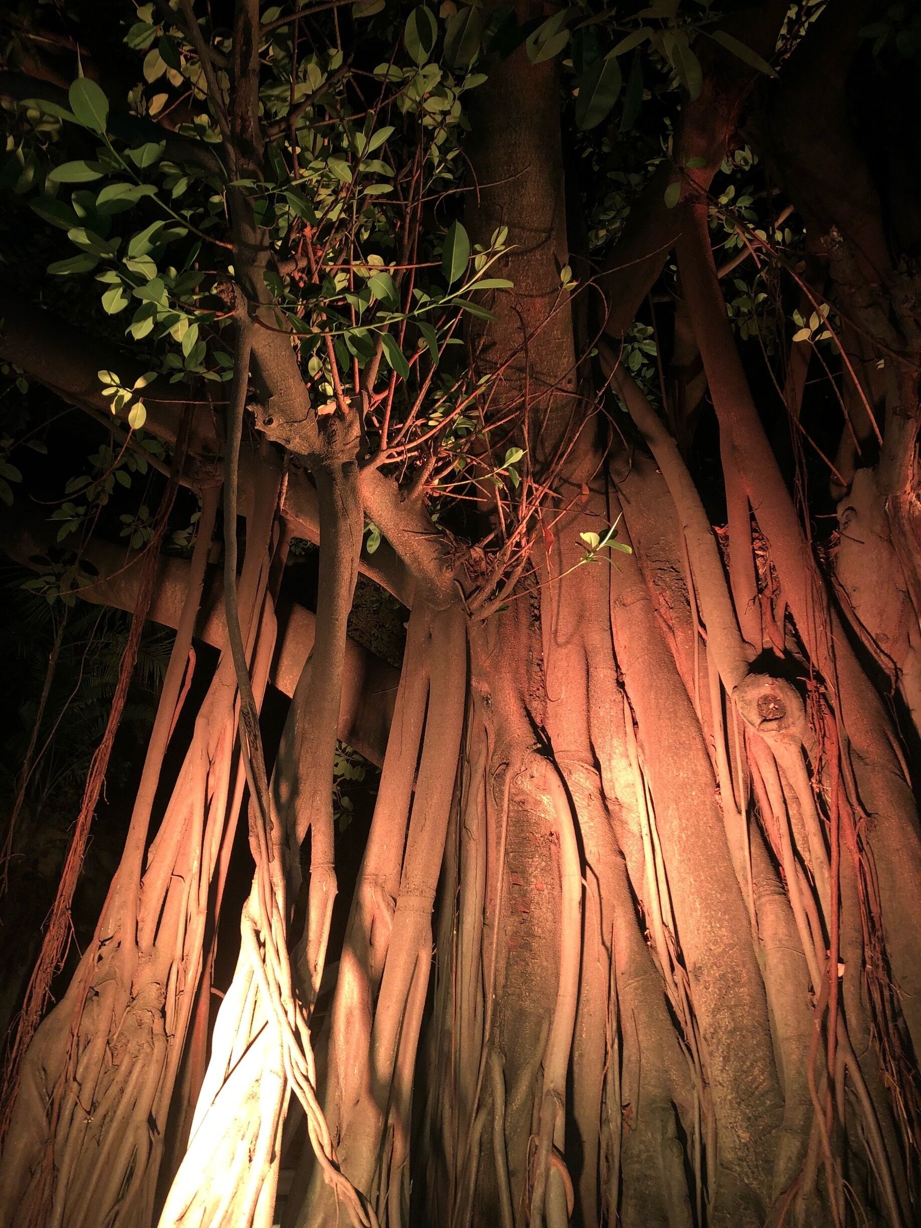 #Golden #lifeatexpedia #latam #mexico This amazing tree is in a Ranch called Hacienda San Antonio el Puente in Morelos, Mexico. It is a place full of gardens, flowers and a lot of nature. Is a place people from all places must visit.