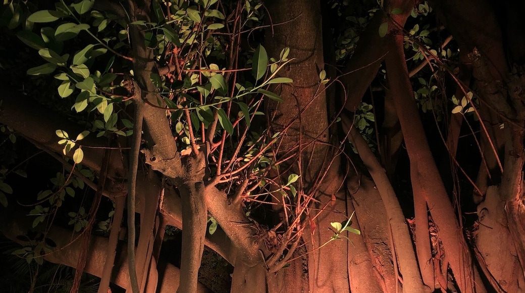 #Golden #lifeatexpedia #latam #mexico This amazing tree is in a Ranch called Hacienda San Antonio el Puente in Morelos, Mexico. It is a place full of gardens, flowers and a lot of nature. Is a place people from all places must visit.