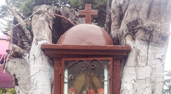 Virgin in a trunk
I created the Holy list to show the diversity of altars, thought it could be interesting. Mexico is a mainly Catholic country, and the majority is devoted to the Virgin of Guadalupe.
Find more in >> the HolyList
#outdoors #religion #devotion #tradition #travel #troveon #mexico #virgin #altar