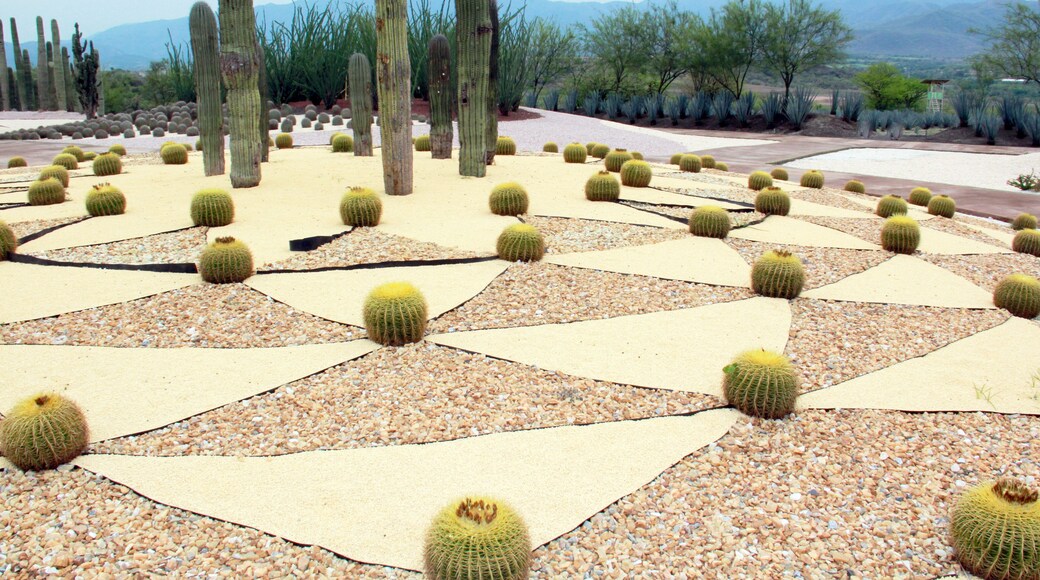 Cactáceas en Jardines de Mexico en Morelos
