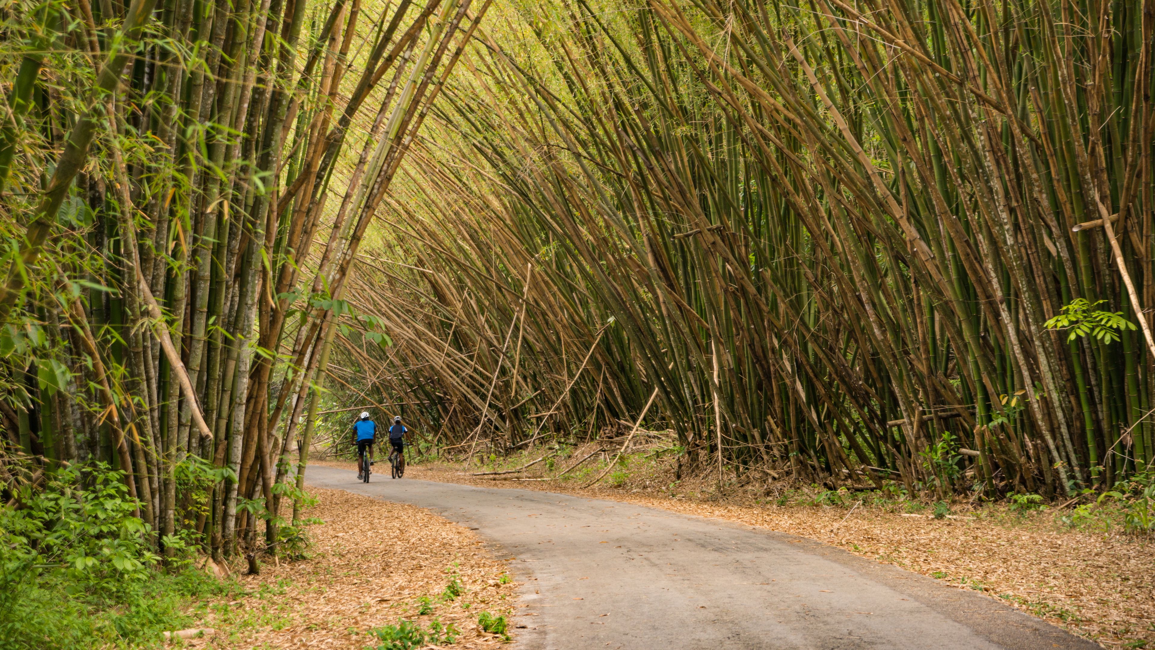 Bamboo Cathedral Trinidad and Tobago
