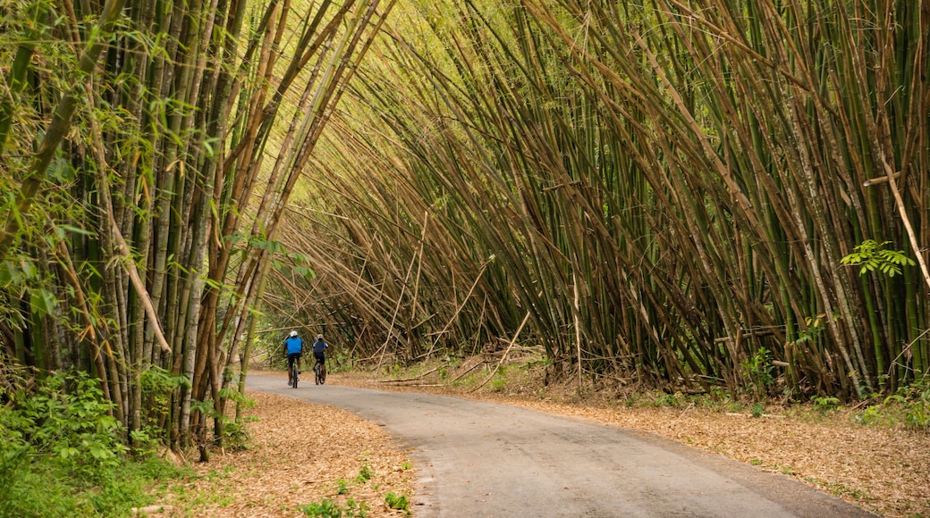 Bamboo Cathedral Trinidad and Tobago