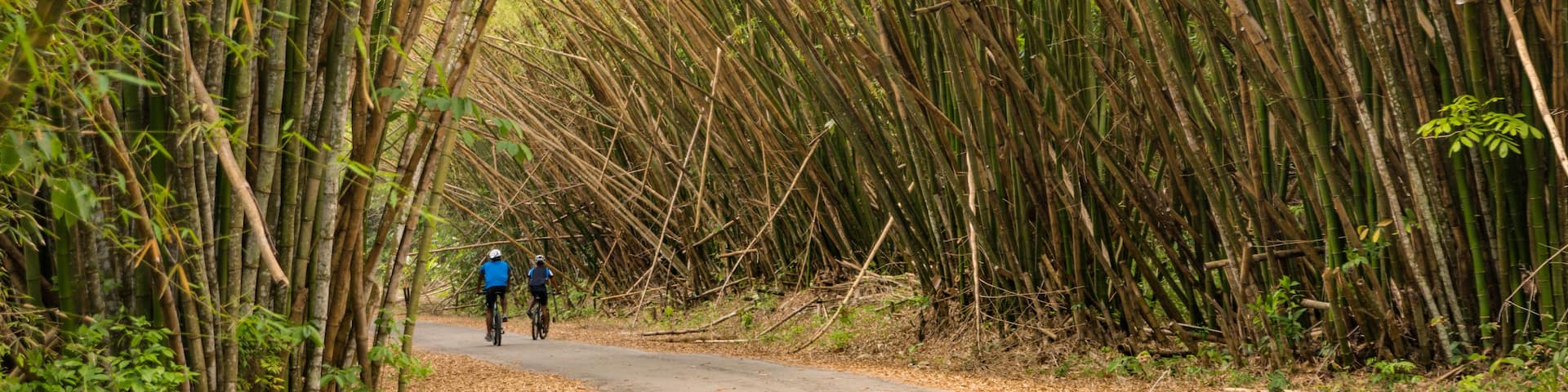 A narrow road flanked by tall bamboo trees.