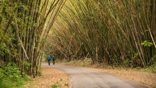 En smal vej kantet af høje bambuslignende træer.