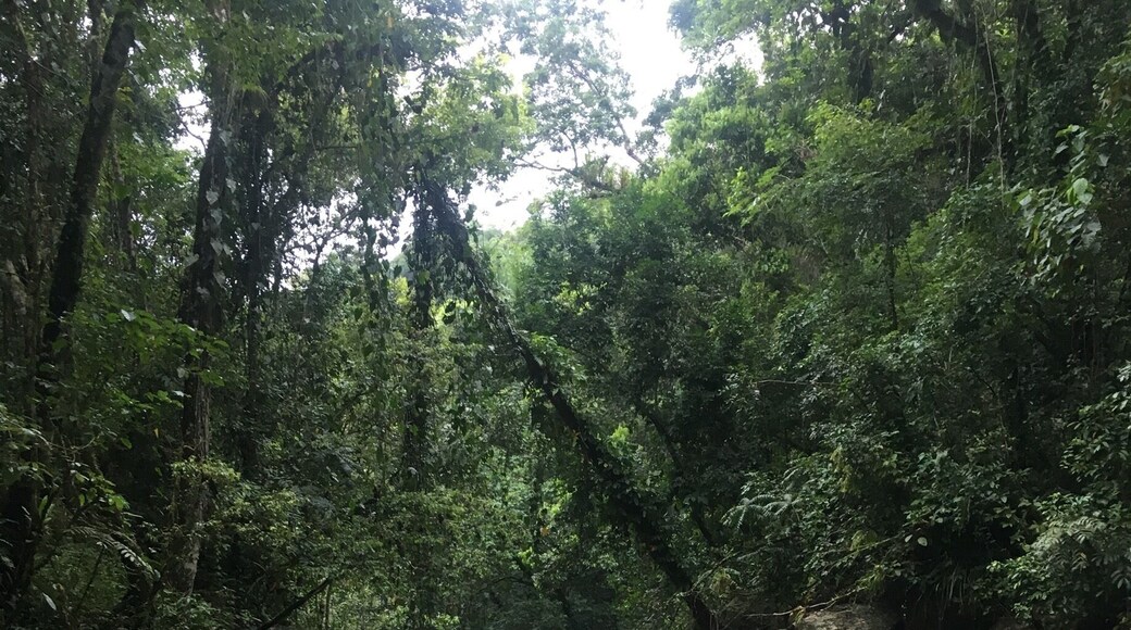 Great day at the Gozalandia River in San Sebastián,PR