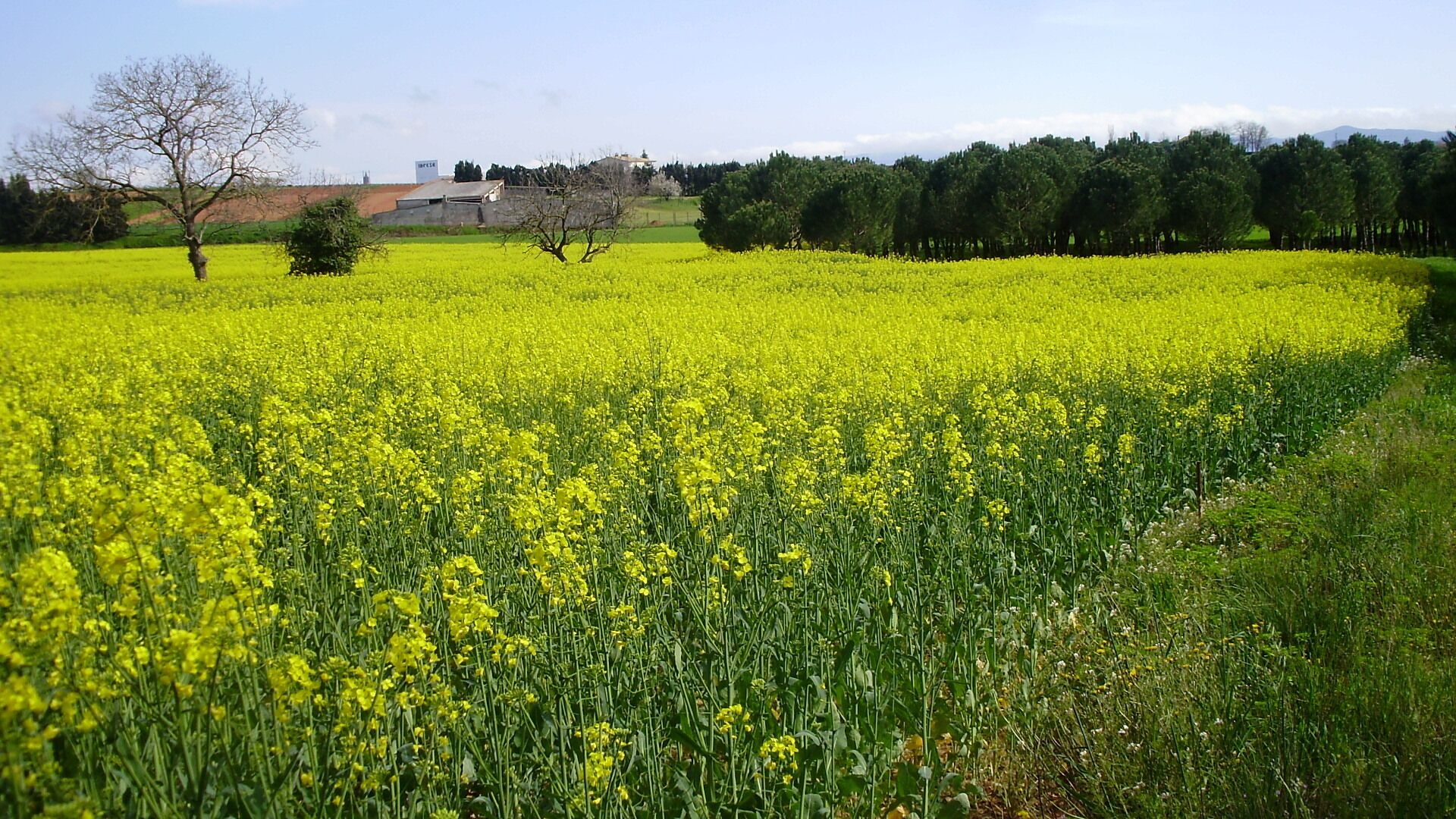 Camps de colza (Carril bici Girona-St Feliu de Guíxols)-Tram Cassà de la Selva