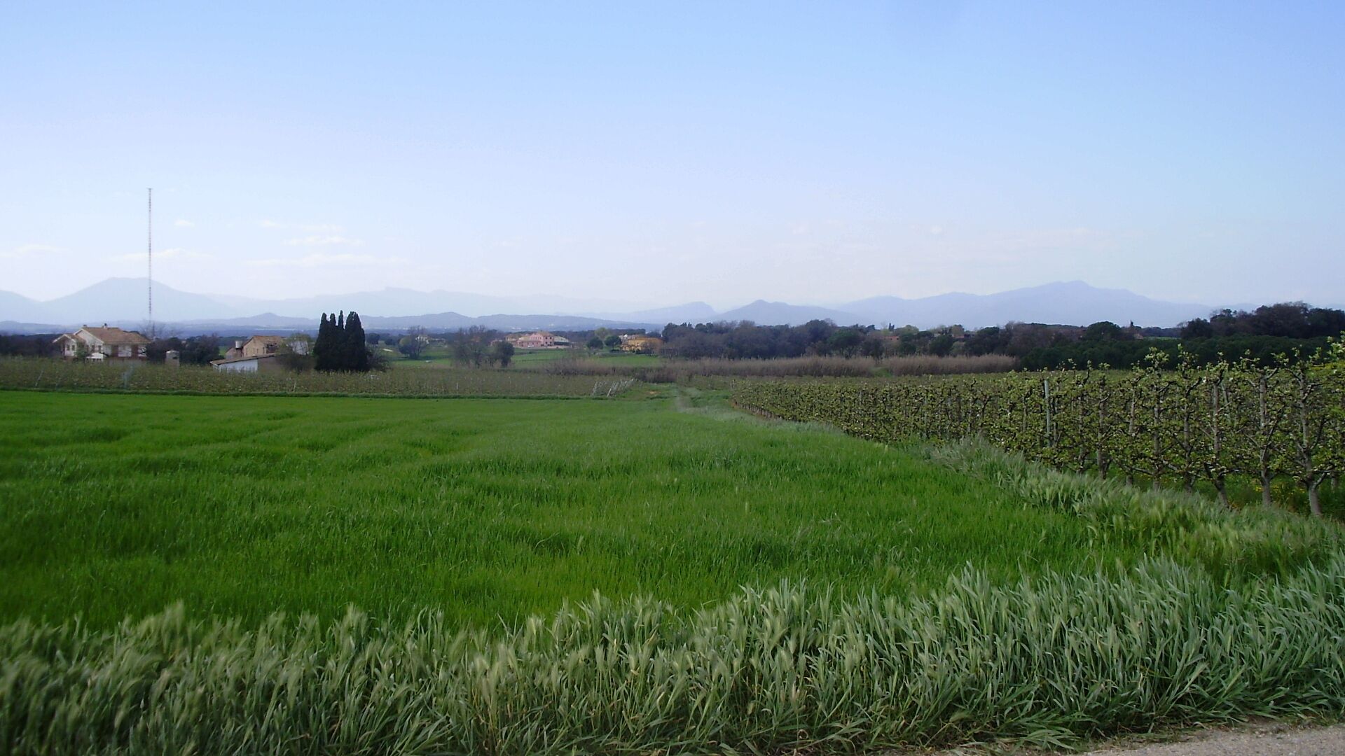 A green field with a vineyard, houses, and mountains in the background.