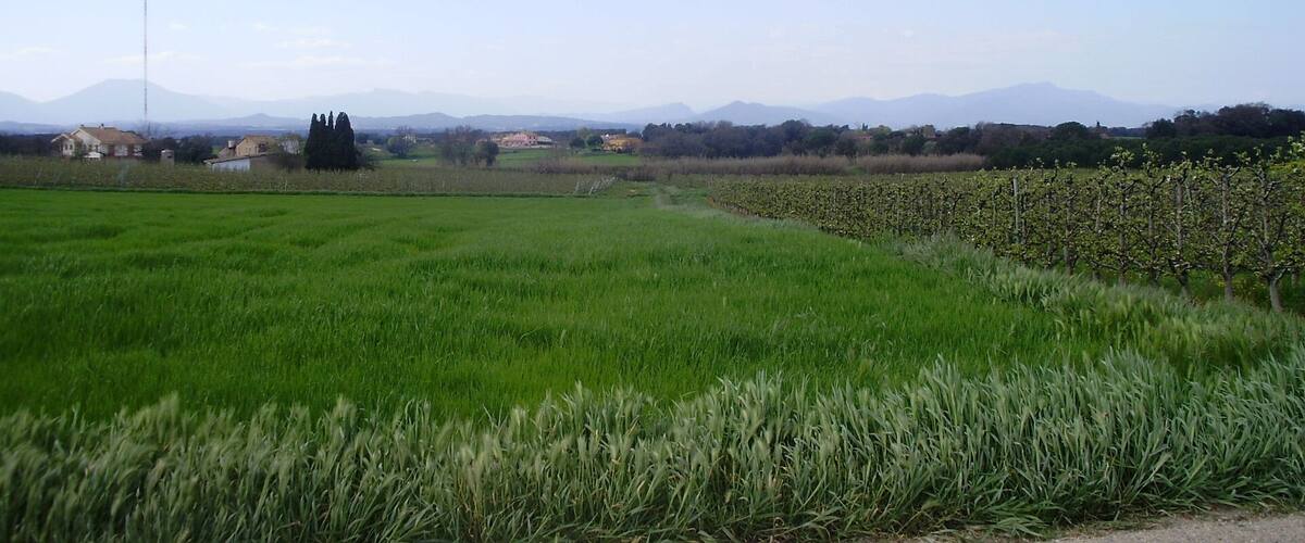 A green field with a vineyard, houses, and mountains in the background.