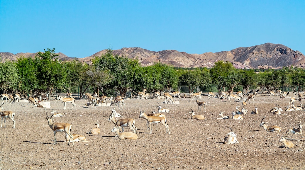 Antelope group in a safari park on the island of Sir Bani Yas, United Arab Emirates