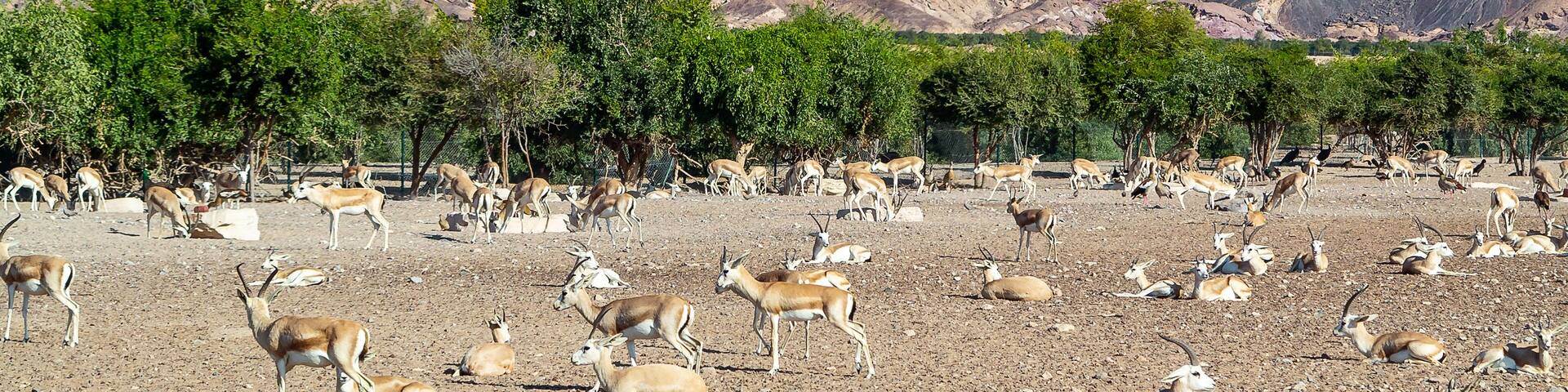 A herd of antelopes grazing in a dry, rocky landscape with sparse trees and mountains in the background.
