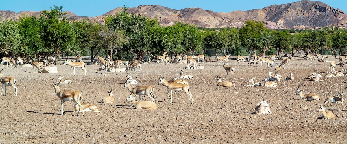 A herd of antelopes grazing in a dry, rocky landscape with sparse trees and mountains in the background.