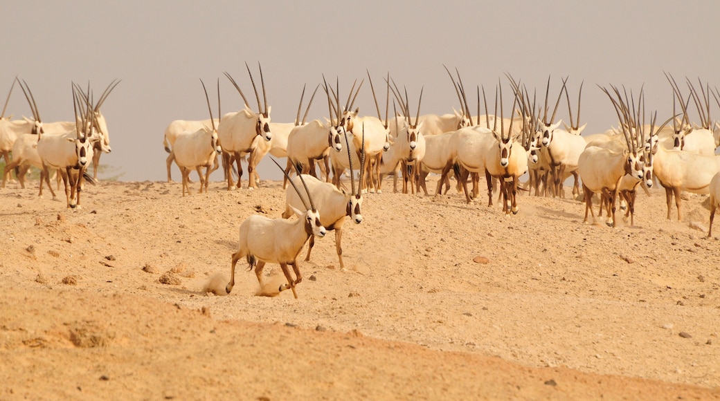 Île de Sir Bani Yas