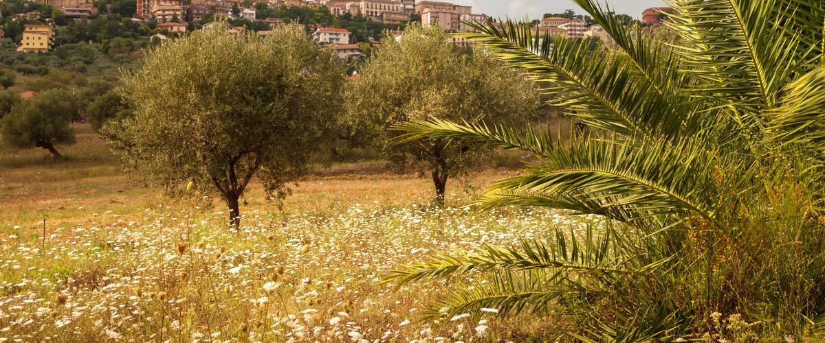 A coastal town with historic buildings, olive trees, and a palm tree in the foreground.