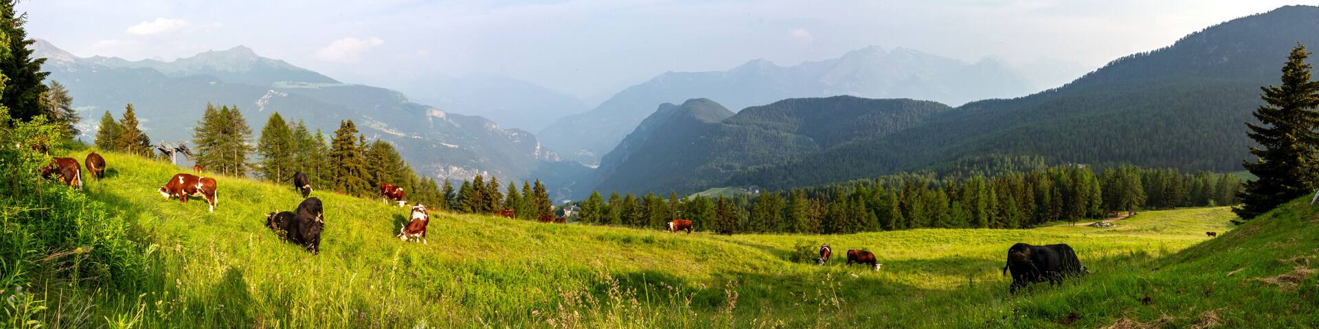 Panoramic view of pasture in Torgnon. Grazing cows. Cow eats grass in a field. Alps, valleys and mountains. Valtournenche in summer. Cervinia. Italian Alps. Aosta valley. Alps Italy. Valle d'Aosta