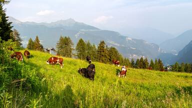 Eine Berglandschaft mit Weidekühen und dichten Wäldern.