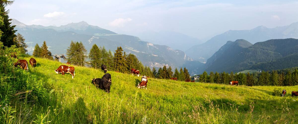 A mountainous landscape with grazing cows and dense forests.