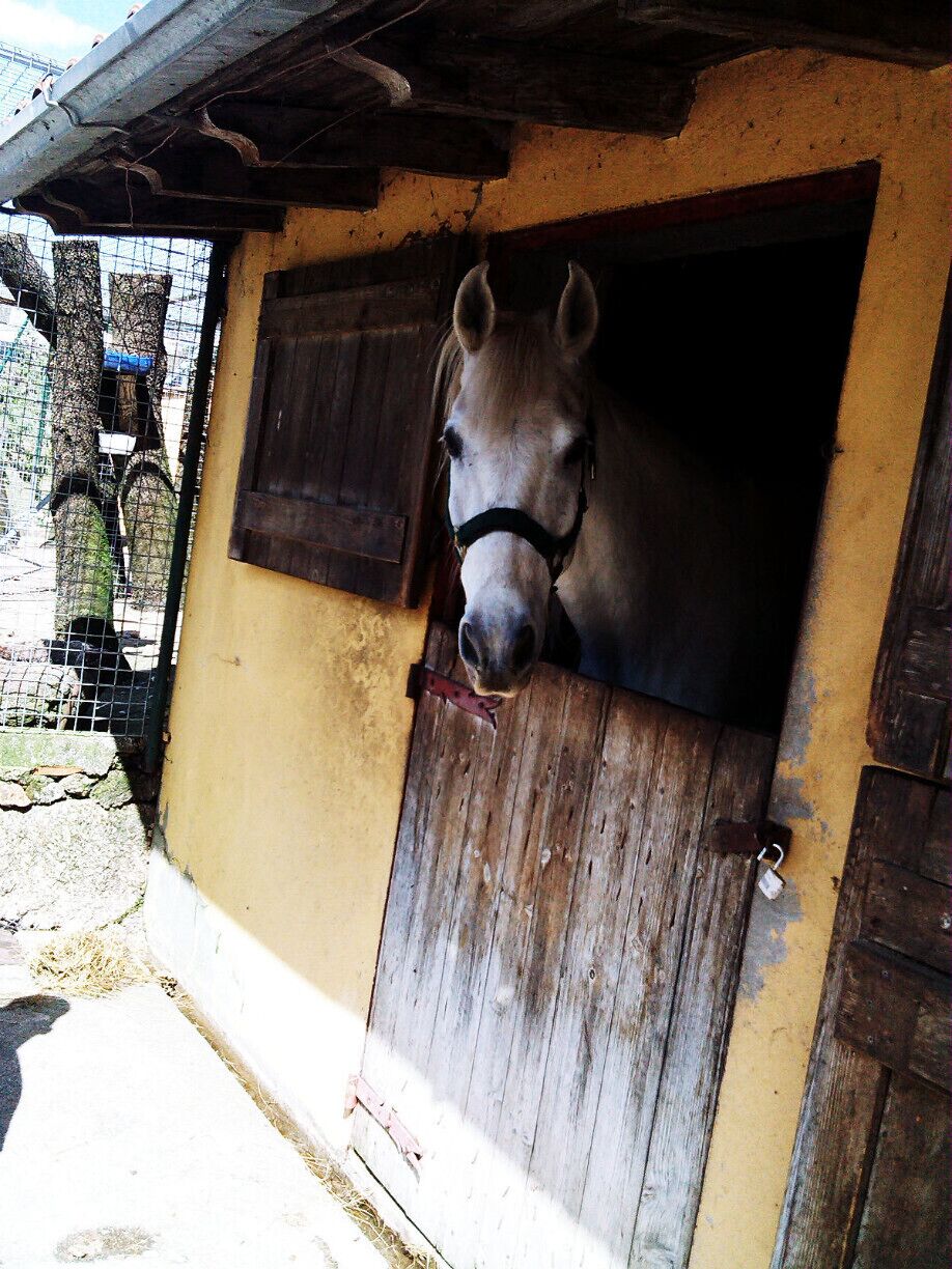#TroveOn 
Quinta do Crestelo is integrated in a farm of 22 acres in a verdant valley in the foothills of the Serra da Estrela (North Side). An area with a history full of tradition, authenticity and with a variety of native fauna and flora.

