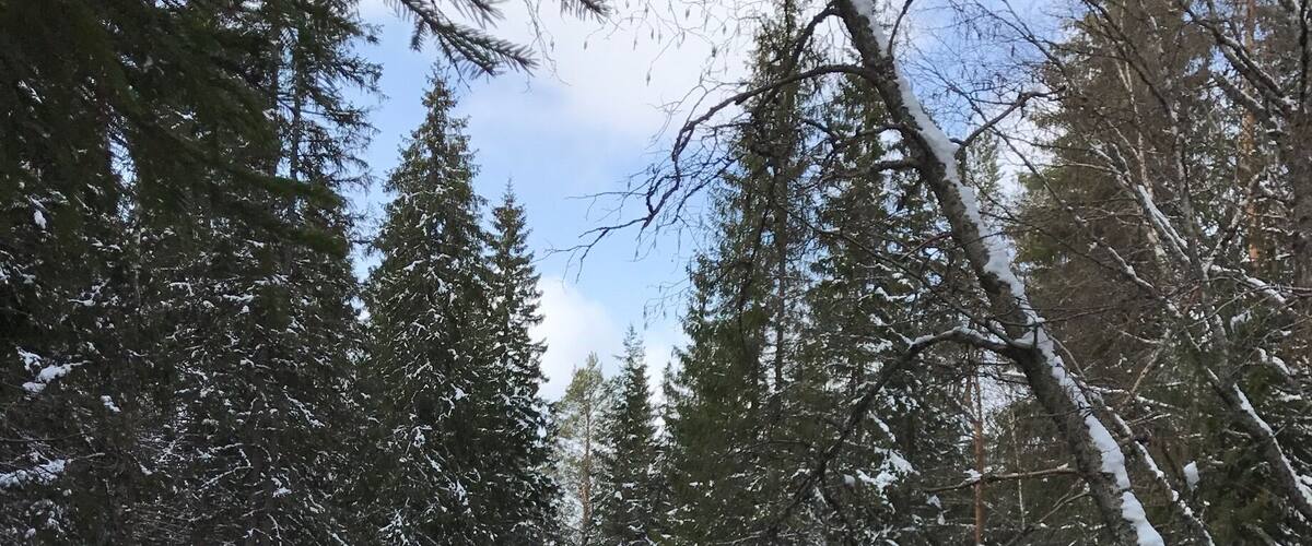 A snow-covered river surrounded by evergreen trees.