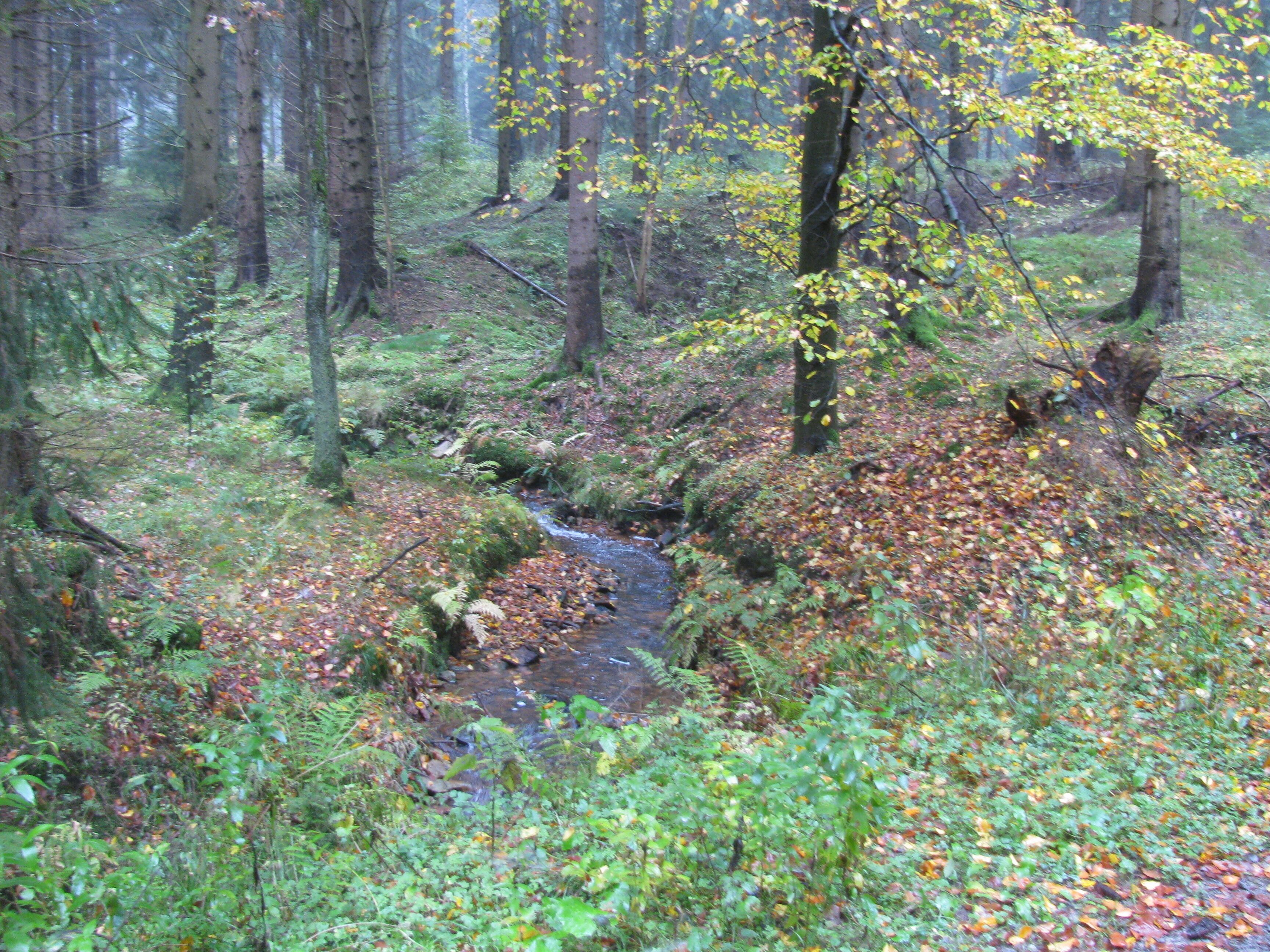 ein Bach im Kaufunger Wald, unterhalb vom Hochmoor Hühnerfeld, hier als Teil des FFH-Gebiets 4623-331 Bachtäler im Kaufunger Wald