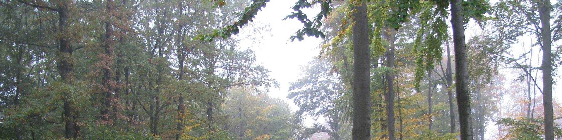 ein Waldweg im Kaufunger Wald oberhalb von Staufenberg-Sichelnstein, LSG Weserbergland-Kaufunger Wald