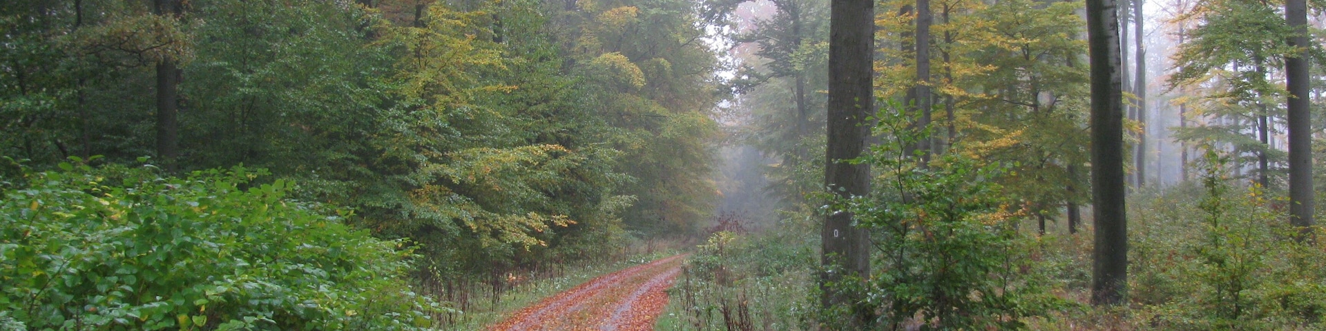 ein Waldweg im Kaufunger Wald oberhalb von Staufenberg-Sichelnstein, LSG Weserbergland-Kaufunger Wald