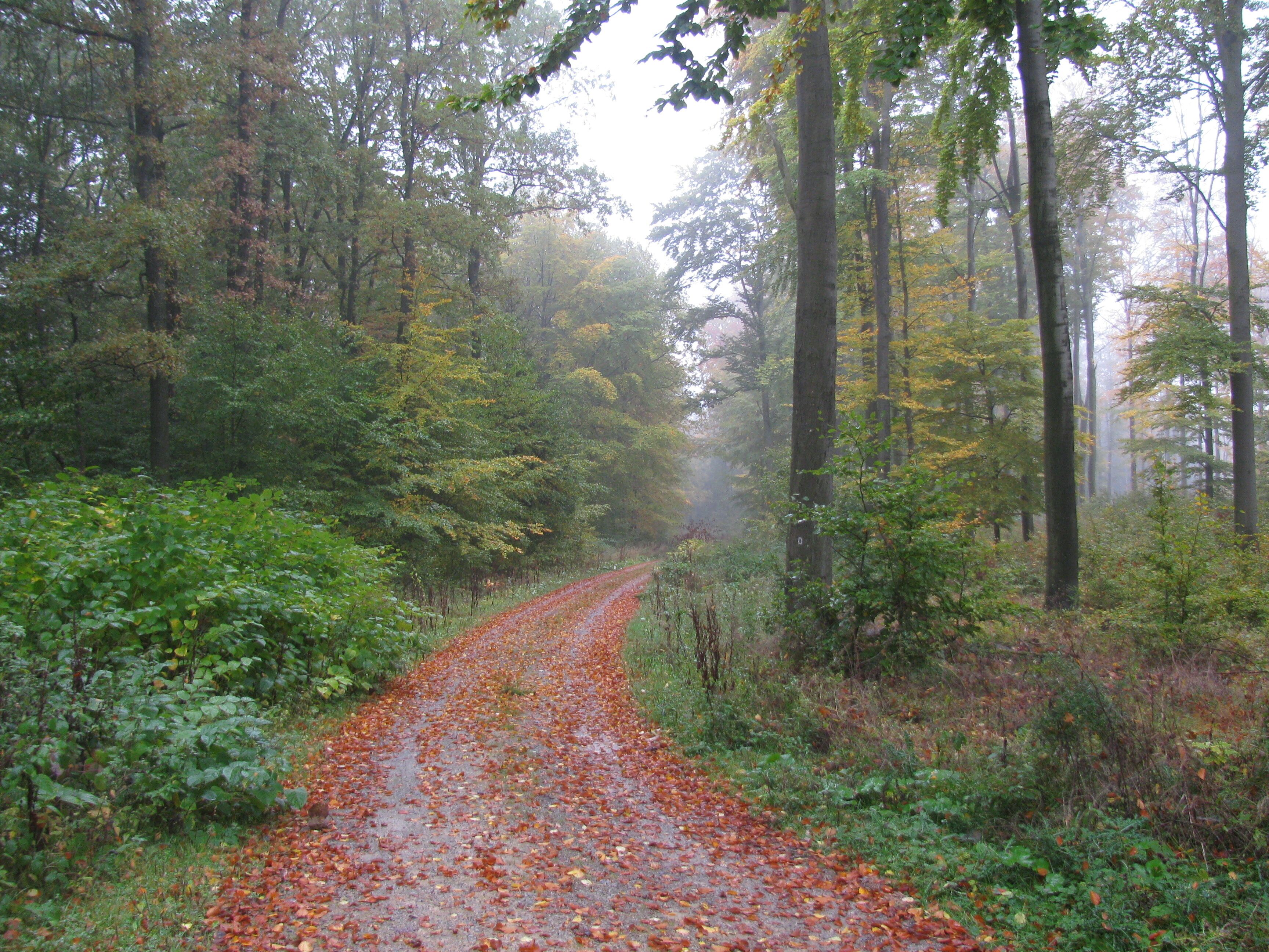 A forested path covered with fallen leaves.