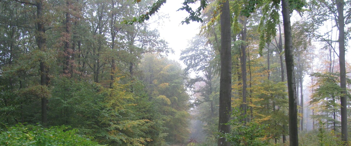 A forested path covered with fallen leaves.