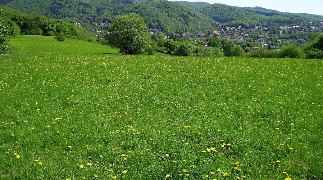Heikenberg, Blick auf Bad Lauterberg