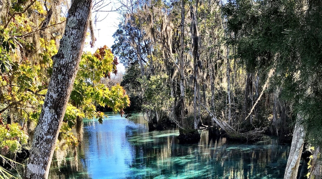 This is where wild manatees come to spend the winter months. You can even go swimming with them!