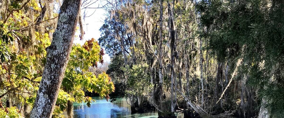 This is where wild manatees come to spend the winter months. You can even go swimming with them!