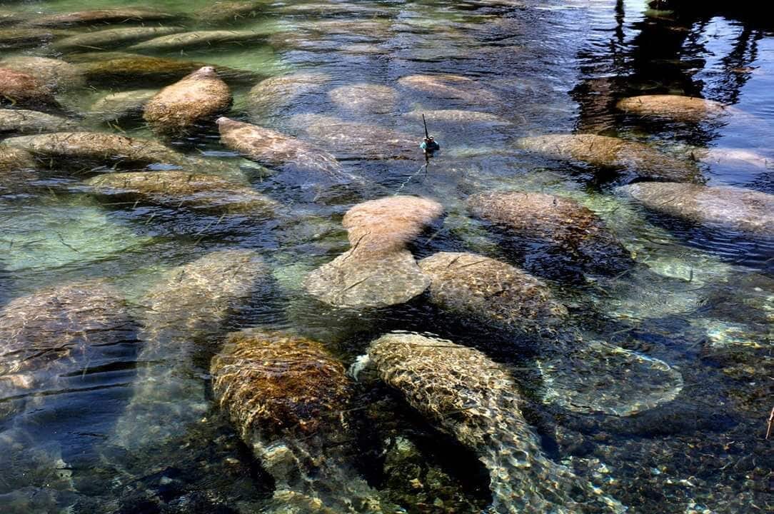 Manatees gather in large numbers in warmer springs when winter chills Florida's coastal waters