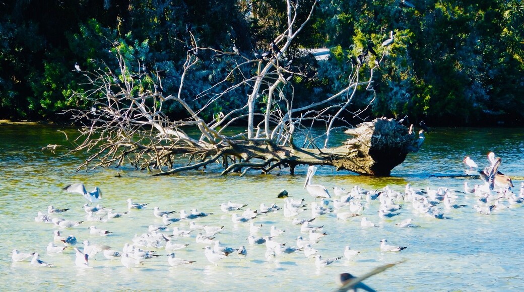 Water is gorgeous! Great day for pontoon float.