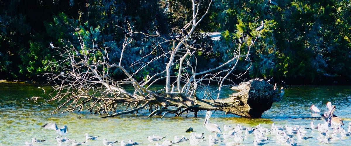 Water is gorgeous! Great day for pontoon float.