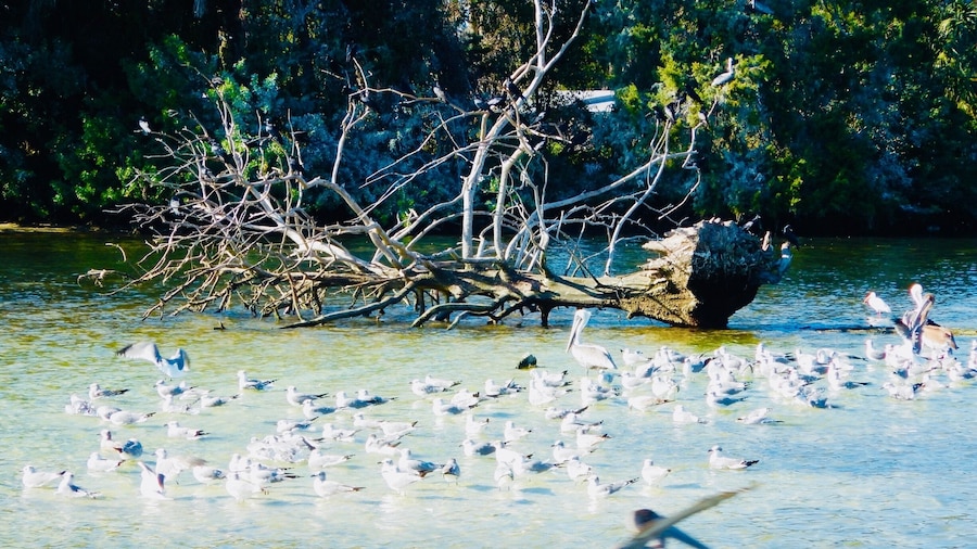 Water is gorgeous! Great day for pontoon float.