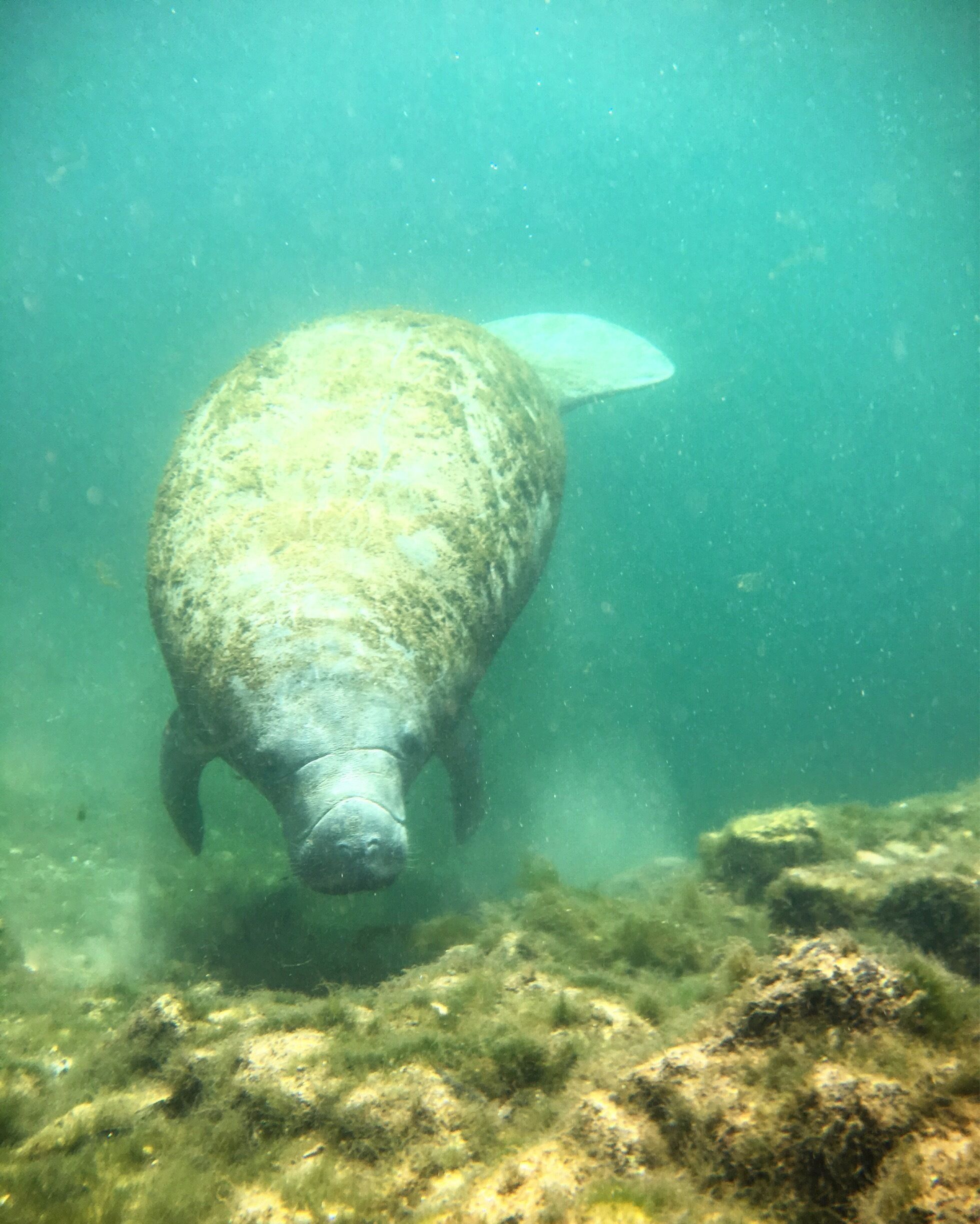 Avoid the tourists and continue down the channels for an up close and personal experience with the manatees! Continue past the crowds and hop on in, the water is the same temperature year round. 