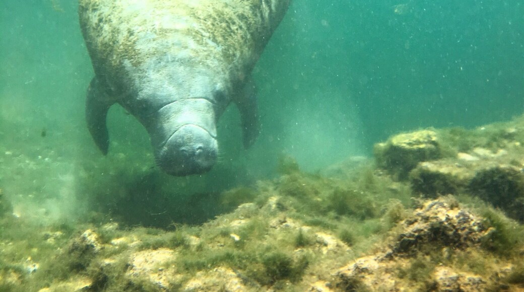 Avoid the tourists and continue down the channels for an up close and personal experience with the manatees! Continue past the crowds and hop on in, the water is the same temperature year round.