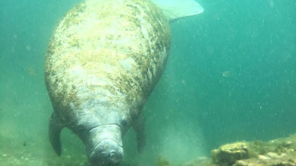 Avoid the tourists and continue down the channels for an up close and personal experience with the manatees! Continue past the crowds and hop on in, the water is the same temperature year round.